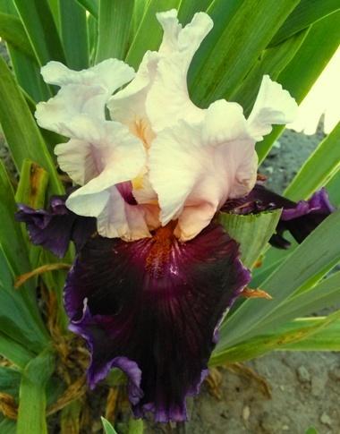 Photo of Tall Bearded Iris (Iris 'Paris Option') uploaded by Joy