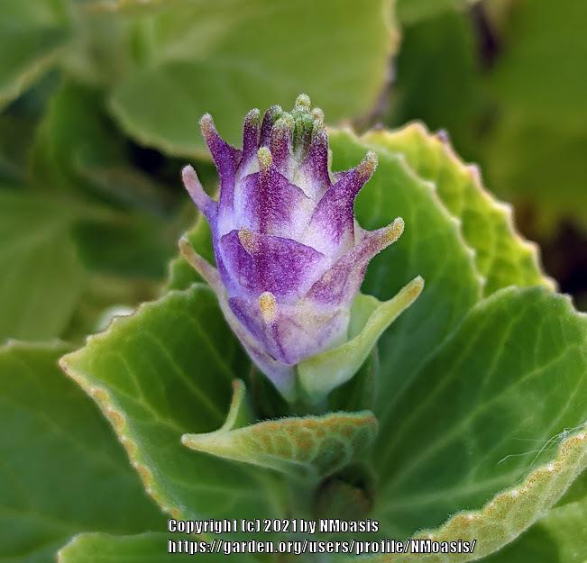 Photo of Scaredy Cat Plant (Plectranthus caninus) uploaded by NMoasis