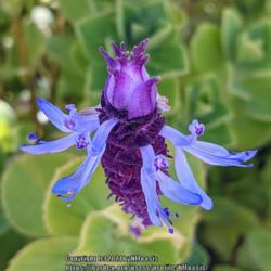 Location: Botanic Garden, Albuquerque, NM Zone 7b
Date: 10.03.21
Intriguing flower of "Scaredy Cat" plant
