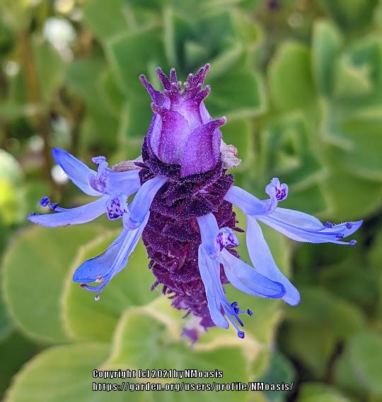Photo of Scaredy Cat Plant (Plectranthus caninus) uploaded by NMoasis