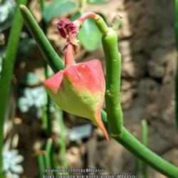 Location: Botanic Garden, Albuquerque, NM Zone 7b
Date: 10.03.21
Fleshy rosy seed pod