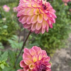 Location: NW Wisconsin
Date: 2021-10-04
Visited a friends dahlia garden today and one of their lovelies!