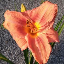 Location: Eagle Bay, New York
Date: 2021-8-5
daylily Pinhill August Sunset