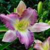 daylily Cordial Colors