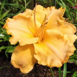 Location: Eagle Bay, New York
Date: 2021-8-7
daylily Summer Hymns