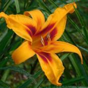 daylily Calico Spider