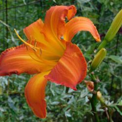 Location: Eagle Bay, New York
Date: 2021-08-13
daylily Outrageous