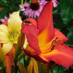 Location: Eagle Bay, New York
Date: 2021-08-13
daylily, Jan Zoo in foreground