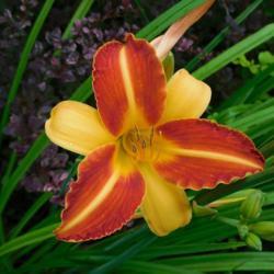 Location: Eagle Bay, New York
Date: 2021-07-28
daylily Frans Hals