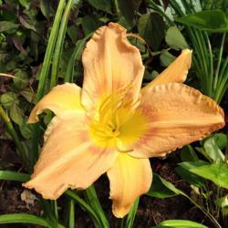 Location: Eagle Bay, New York
Date: 2021-8-7
daylily Exit Strategy