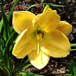Location: Eagle Bay, New York
Date: 2021-7-30
daylily Brutus