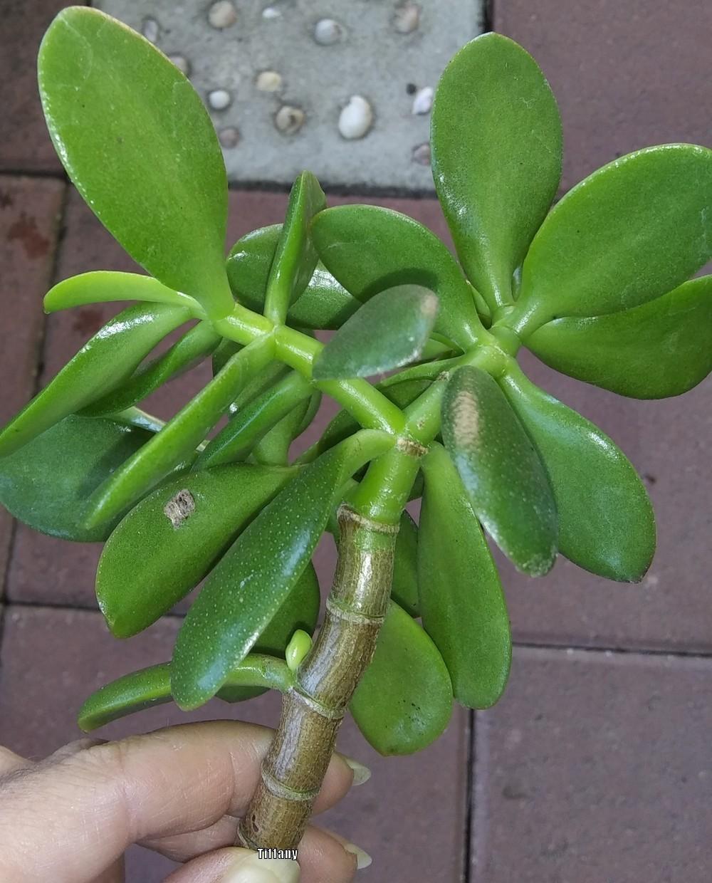 Photo of Jade Plant (Crassula ovata) uploaded by purpleinopp