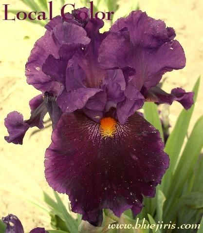 Photo of Tall Bearded Iris (Iris 'Local Color') uploaded by Joy