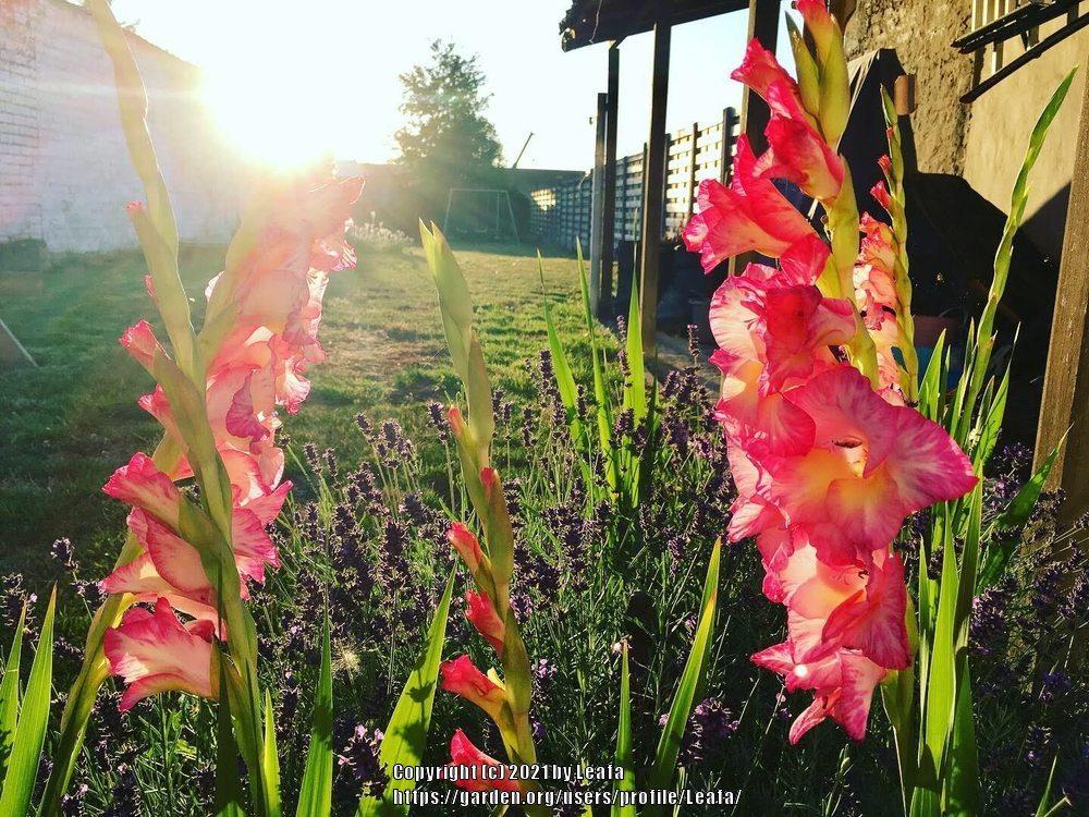 Photo of Gladiola (Gladiolus) uploaded by Leafa
