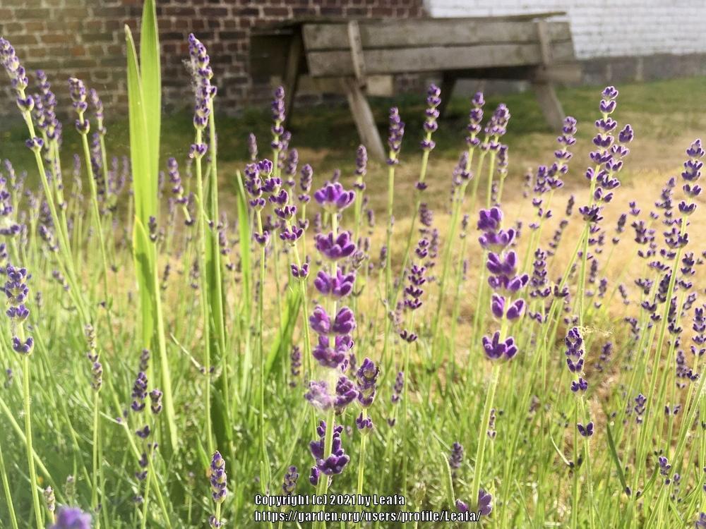 Photo of English Lavender (Lavandula angustifolia 'Hidcote') uploaded by Leafa