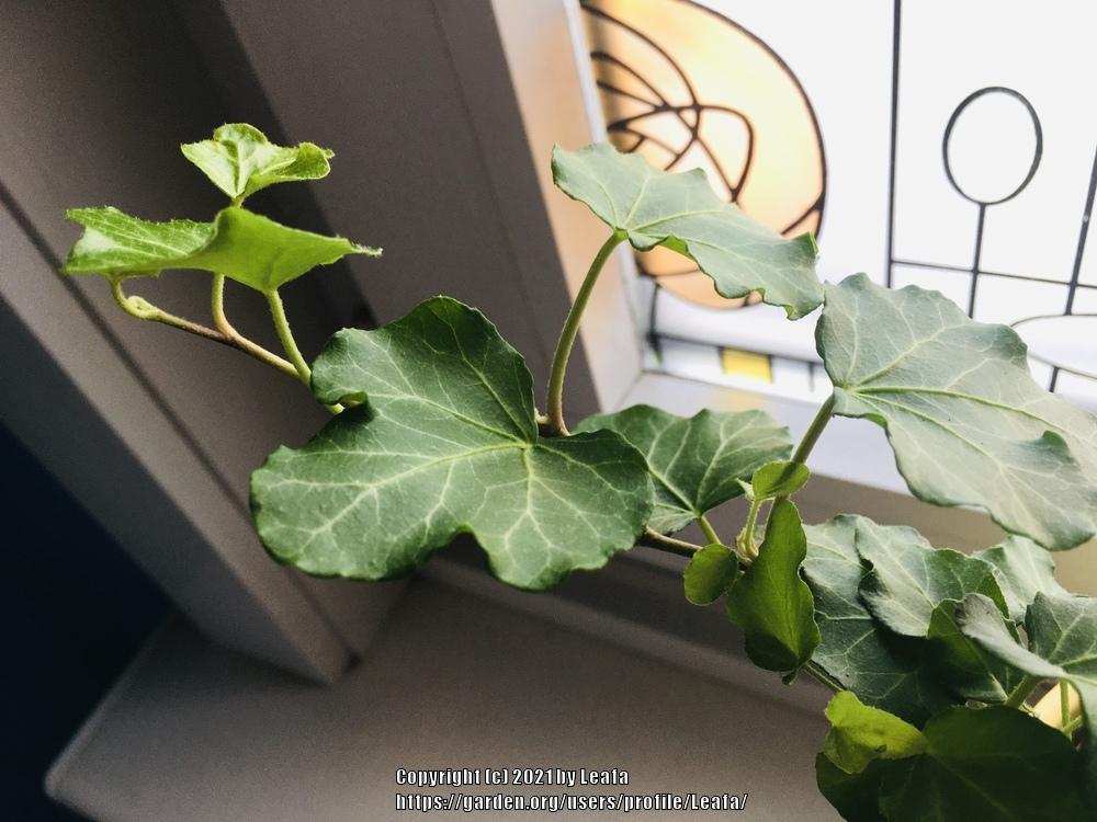 Photo of English Ivy (Hedera helix) uploaded by Leafa