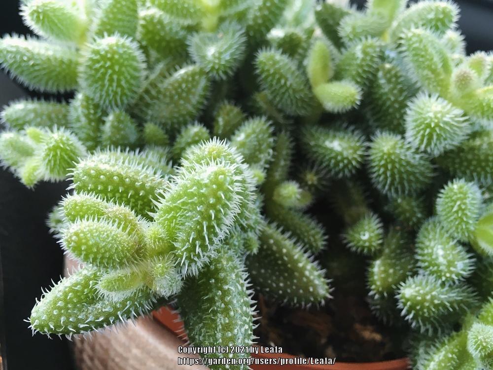 Photo of Ice Plant (Delosperma echinatum) uploaded by Leafa