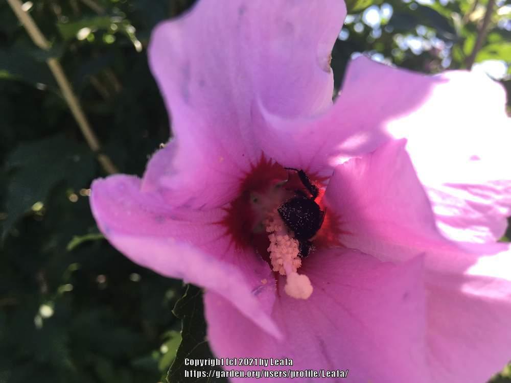 Photo of Roses of Sharon (Hibiscus syriacus) uploaded by Leafa