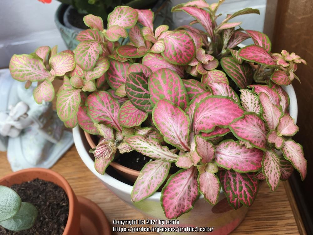 Photo of Nerve Plant (Fittonia albivenis) uploaded by Leafa