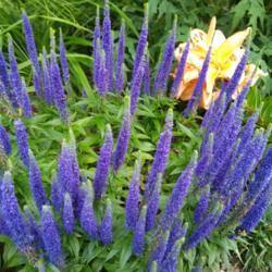 Location: Eagle Bay, New York
Date: 2021-07-15
Veronica spicata Royal Candles 'Glory'