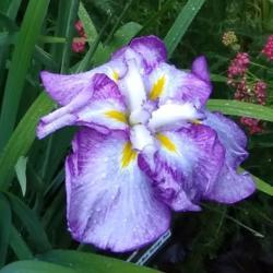 Location: Eagle Bay, New York
Date: 2021-07-16
Iris ensata 'Nessa No Mai'