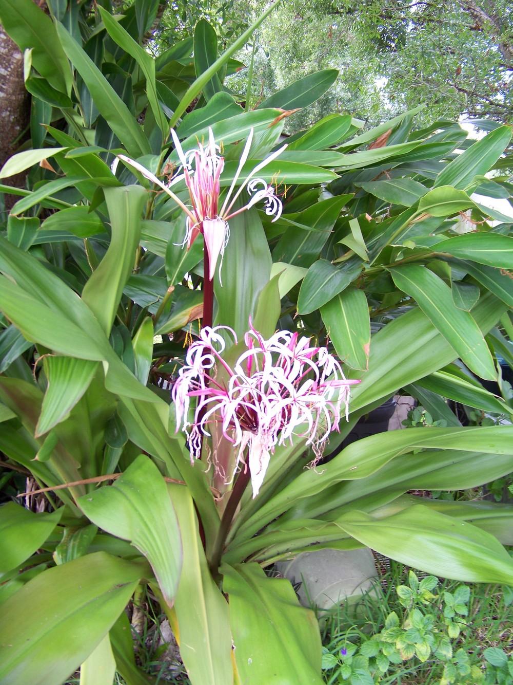 Photo of Giant Spider Lily (Crinum x amabile) uploaded by okeeschumach