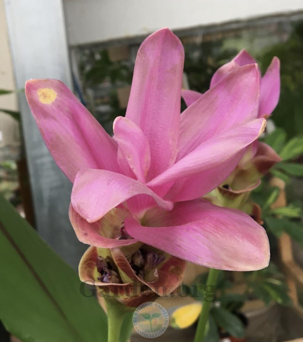 Photo of Siam Tulip (Curcuma alismatifolia Siam™ Shadow) uploaded by BlueOddish