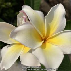 Location: Tampa, Florida
Date: 2021-10-06
A cutting of my late 2012 Vishanu Gold plumeria. The blooms are h