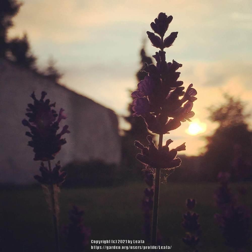 Photo of English Lavender (Lavandula angustifolia 'Hidcote') uploaded by Leafa