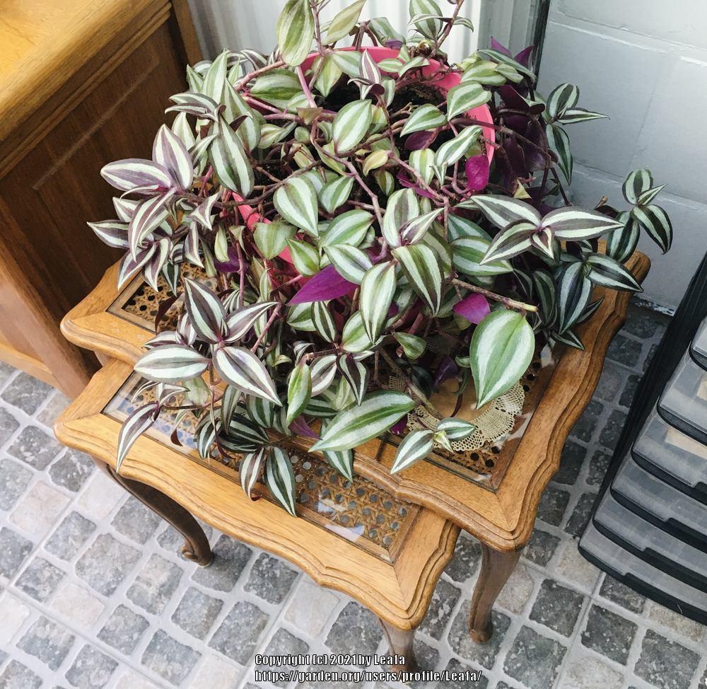 Photo of Inch Plant (Tradescantia zebrina) uploaded by Leafa