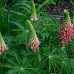 Location: Eagle Bay, New York
Date: 2020-06-09
Lupinus 'Popsicle Pink'