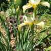 Iris siberica Butter and Cream