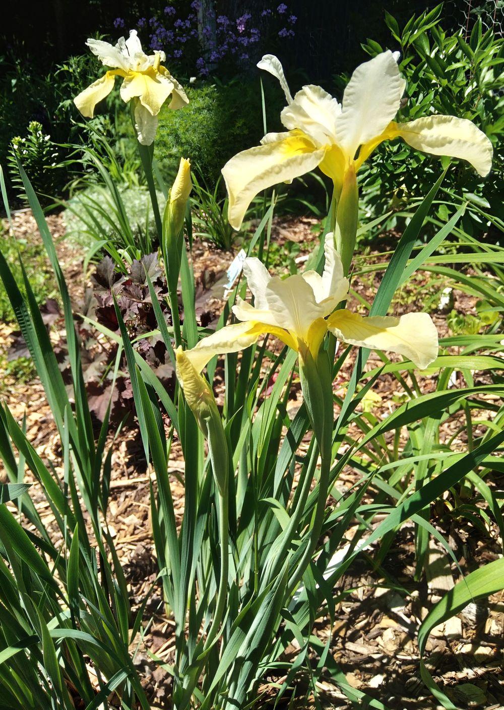 Photo of Siberian Iris (Iris 'Butter and Cream') uploaded by adknative