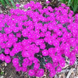 Location: Eagle Bay, New York
Date: 13 June 2021
Dianthus barbatus Purple Bouquet