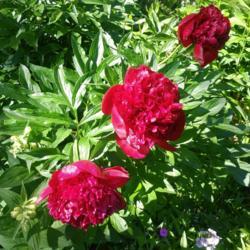 Location: Eagle Bay, New York
Date: 2021-06-16
Paeonia Red Charm