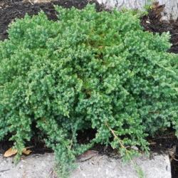 Location: Eagle Bay, New York
Date: 2020-05-23
Juniperus procumbens 'Nana'
