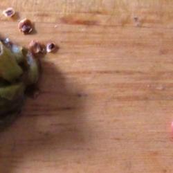 Location: Toronto, Ontario
Date: 2021-10-05
Japanese Stewartia (Stewartia pseudocamellia) seeds from a seed p