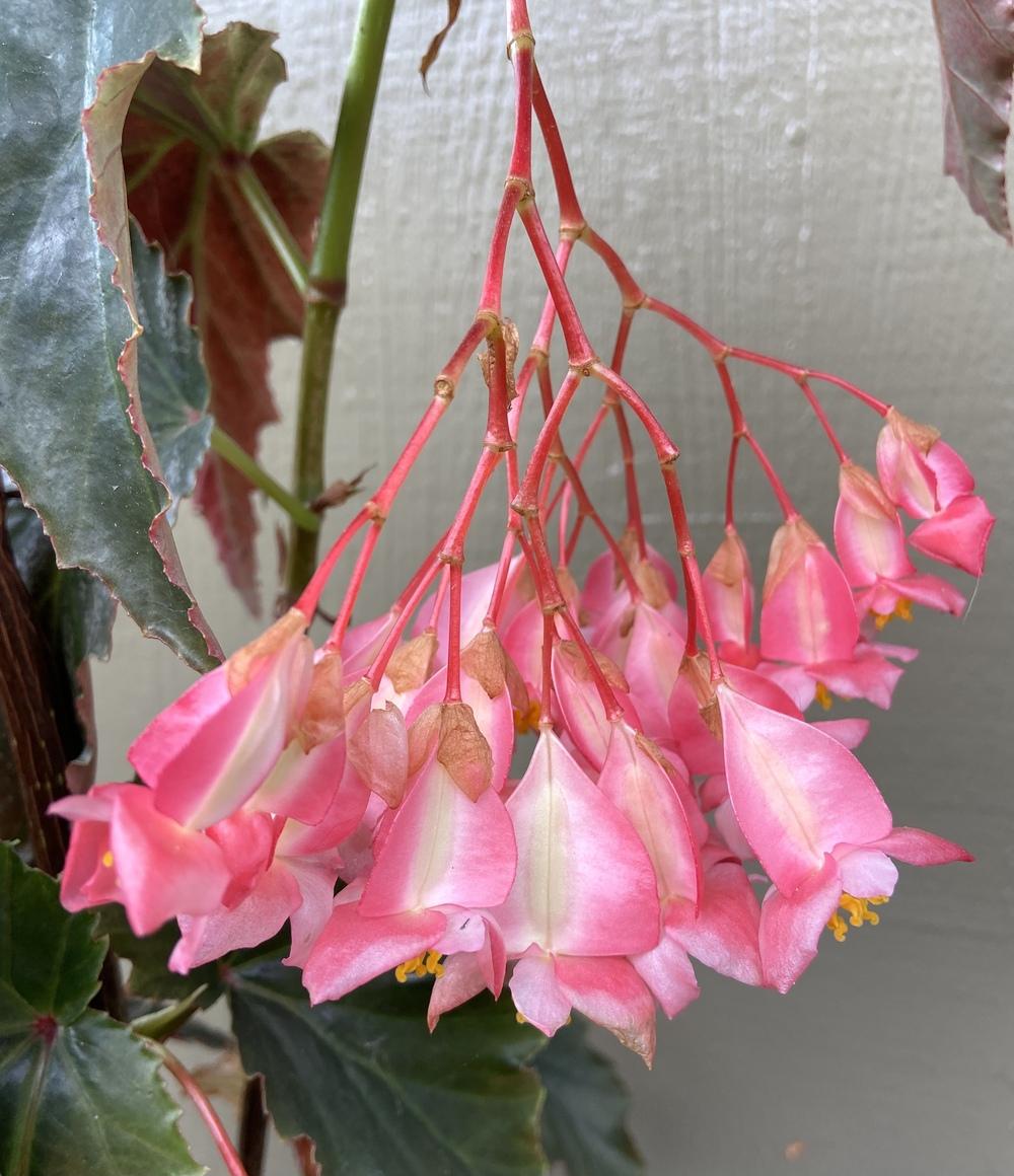 Photo of Cane-Stemmed Begonia (Begonia 'Irene Nuss') uploaded by Calif_Sue