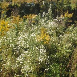 Location: Downingtown, Pennsylvania
Date: 2021-10-01
wild plants in field with goldenrod