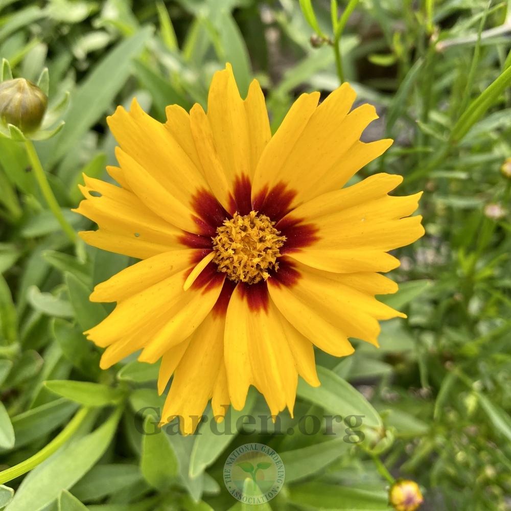 Photo of Coreopsis Solanna™ Bright Touch uploaded by Patty