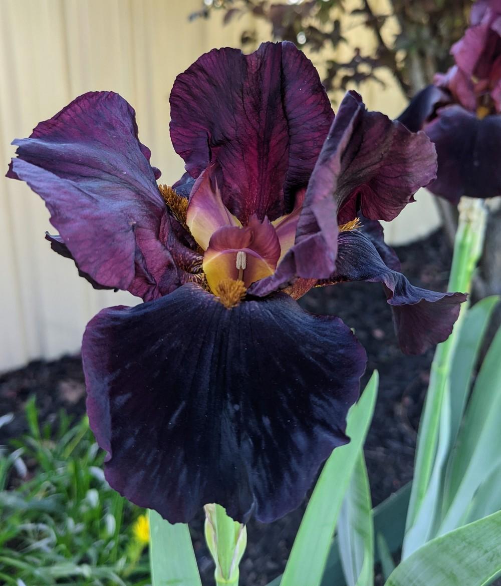 Photo of Tall Bearded Iris (Iris 'Hell's Fire') uploaded by PeterHanlon