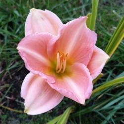 Location: Poland
Date: 2021-10-07
It's already October and this daylily is still blooming (as promi