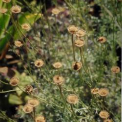 Location: Heathcote Ontario Canada
Date: August-September
Chrysanthemum cinerariifolium   Attractive receptacles still attr