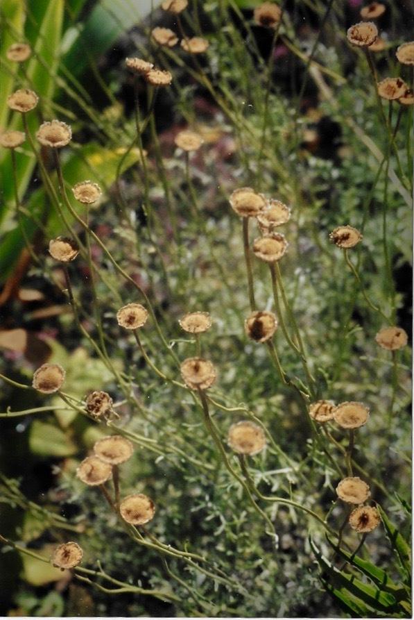 Photo of Pyrethrum Daisy (Tanacetum cinerariifolium) uploaded by Permastake