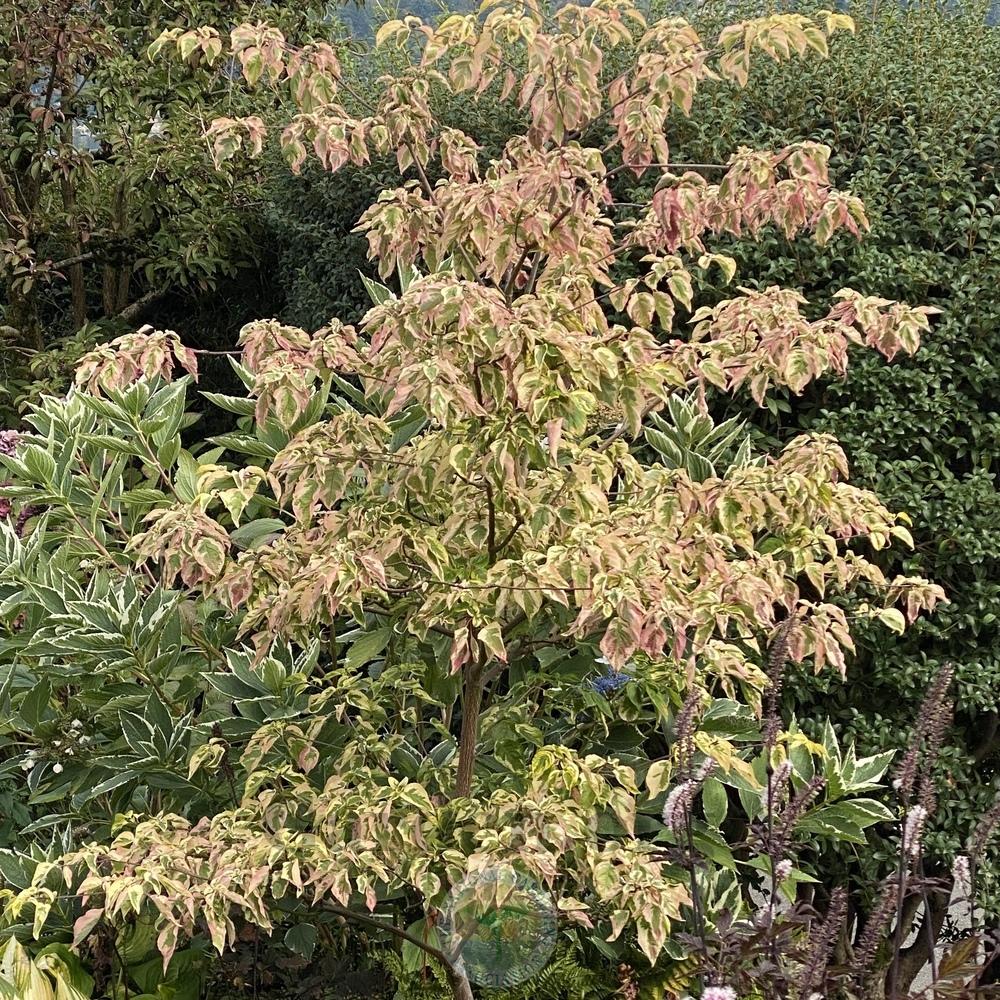 Photo of Pagoda Dogwood (Cornus alternifolia Golden Shadows™) uploaded by springcolor