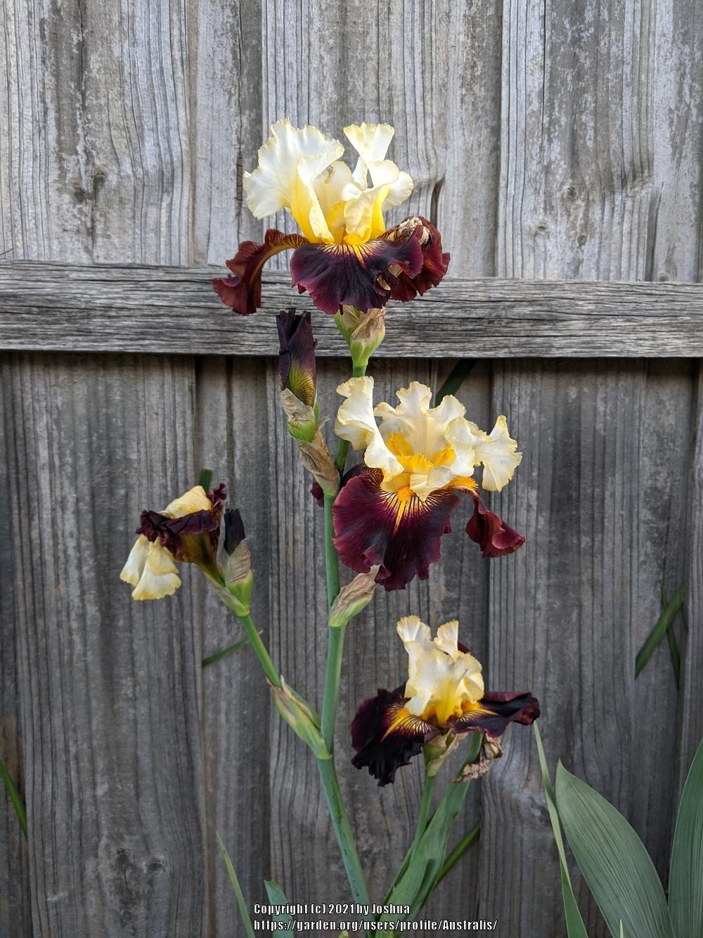 Photo of Tall Bearded Iris (Iris 'Lording It') uploaded by Australis