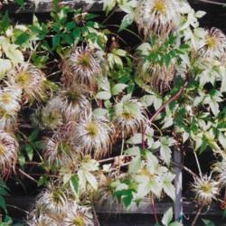 Location: Heathcote Ontario Canada
Date: July-August
Clematis macropetala'Blue Bird'  Many seedbeds