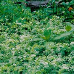 Location: Heathcote Ontario Canada
Date: June-July
Cicer arietinum'Pisum'    A good result from seeds