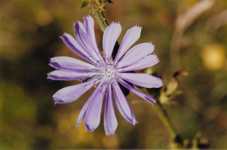 Photo of Chicory (Cichorium intybus) uploaded by Permastake