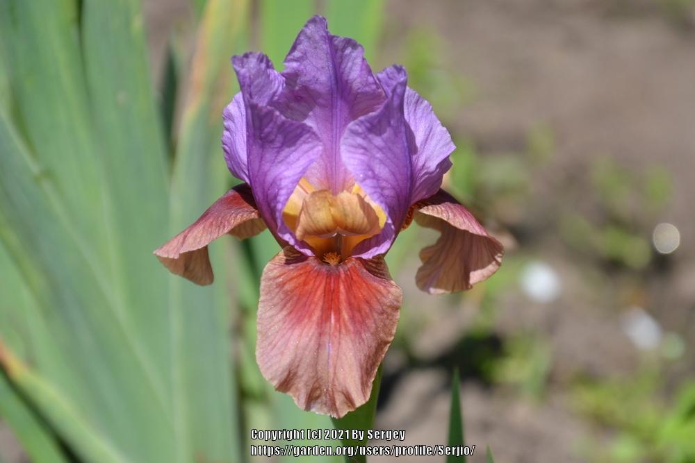 Photo of Arilbred Iris (Iris 'Calypso Clown') uploaded by Serjio